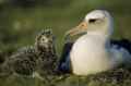 Темноспинный альбатрос фото (Phoebastria immutabilis) - изображение №55 onbird.ru.<br>Источник: www.natgeocreative.com